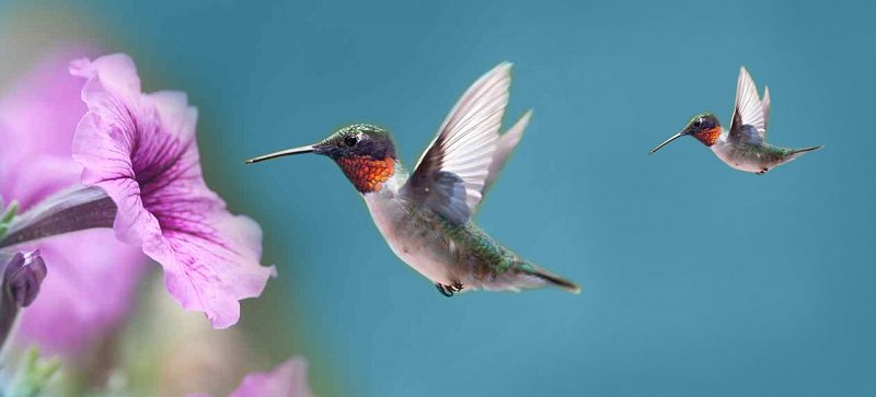 Humming Bird 2
